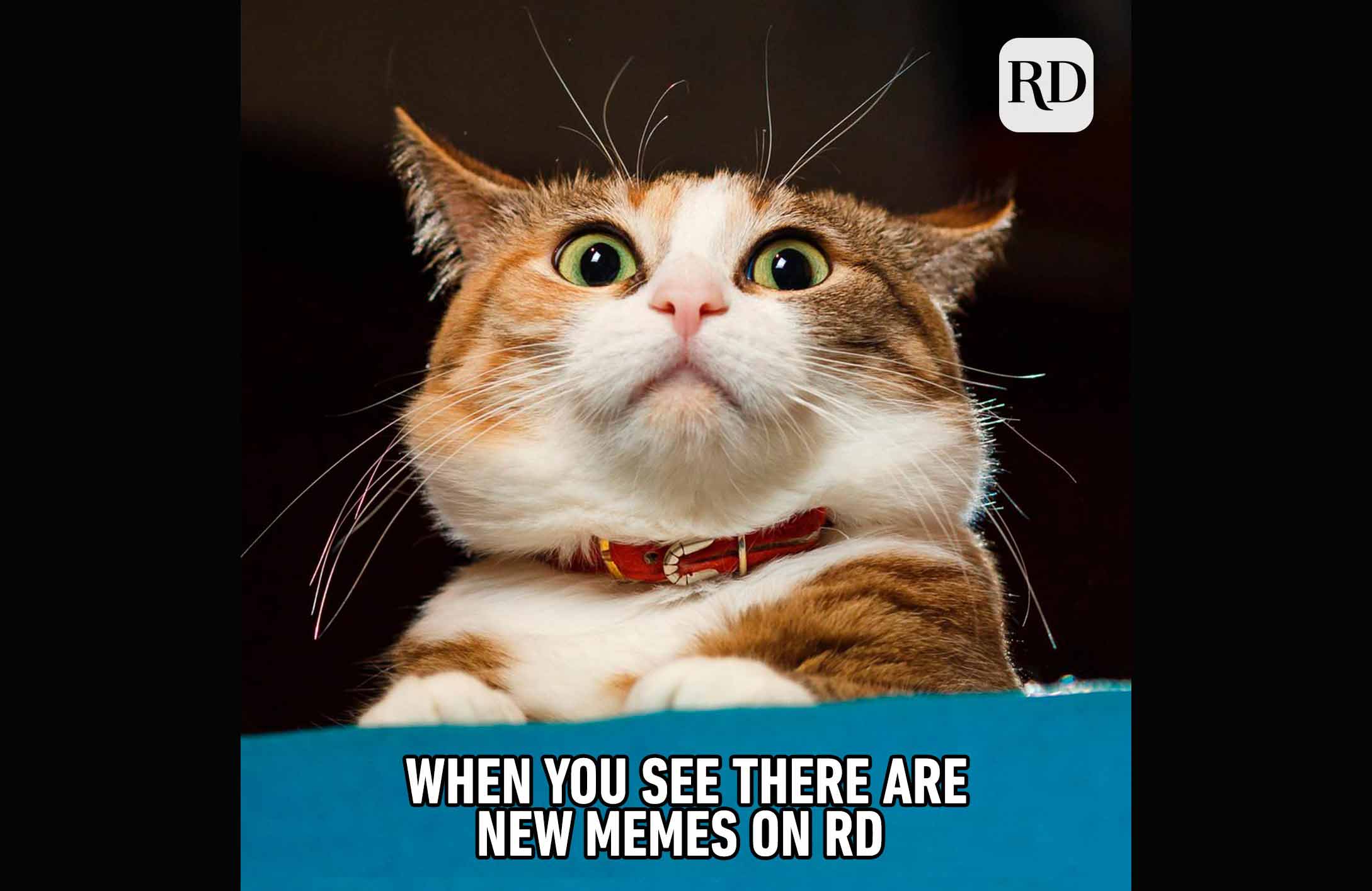 15 funny animal memes you can't help but laugh at | Reader's Digest New  Zealand