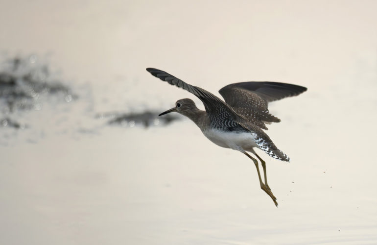 A sandpiper to bring you joy