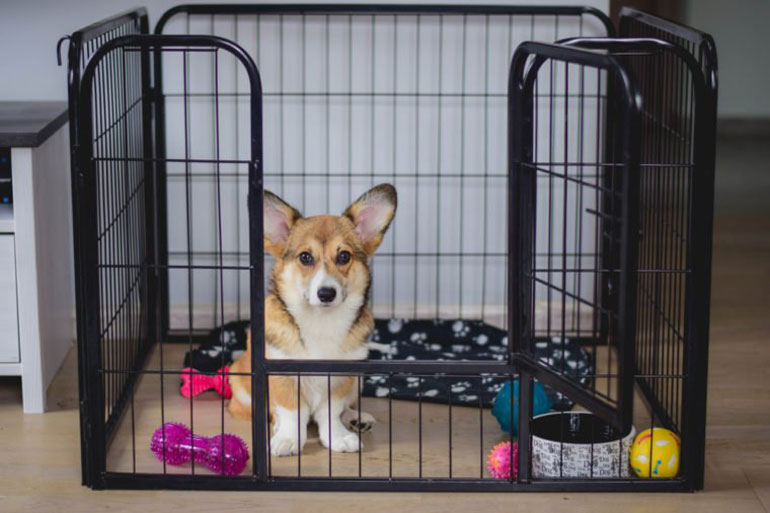 Keeping pets safe during the holidays