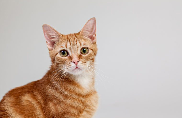 Do cats have more or fewer bones than humans?