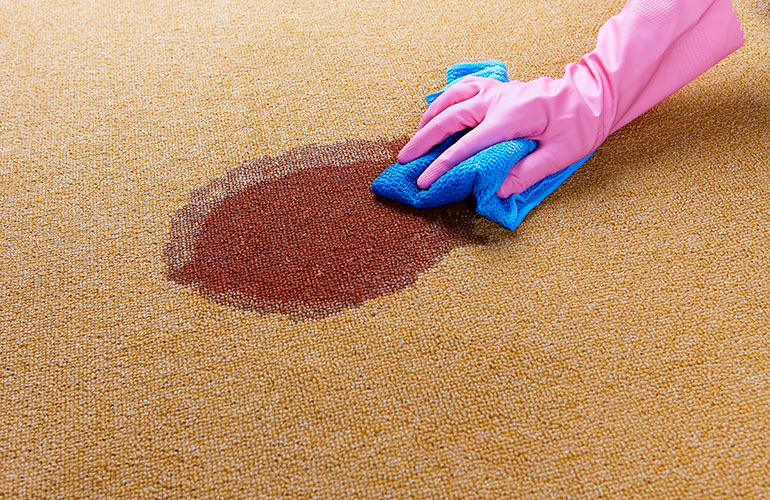 Scrubbing a fresh carpet stain