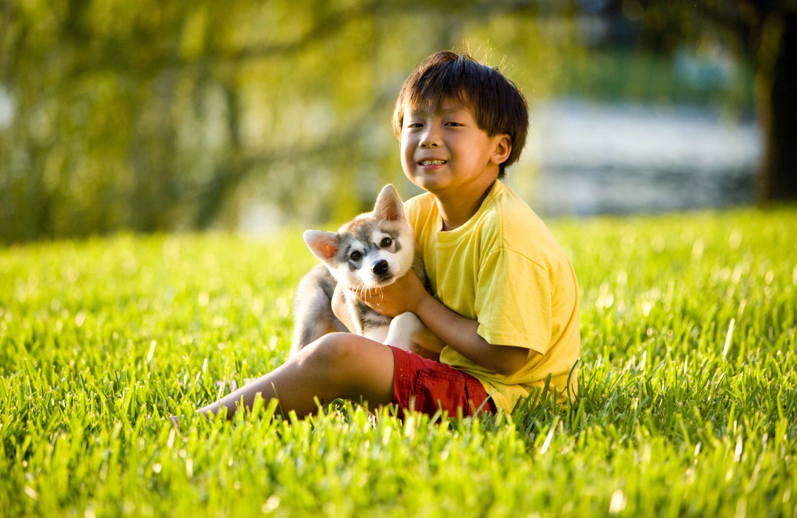 Alaskan Klee Kai