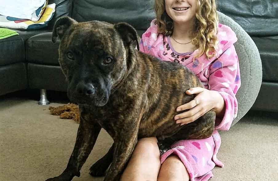Staffys