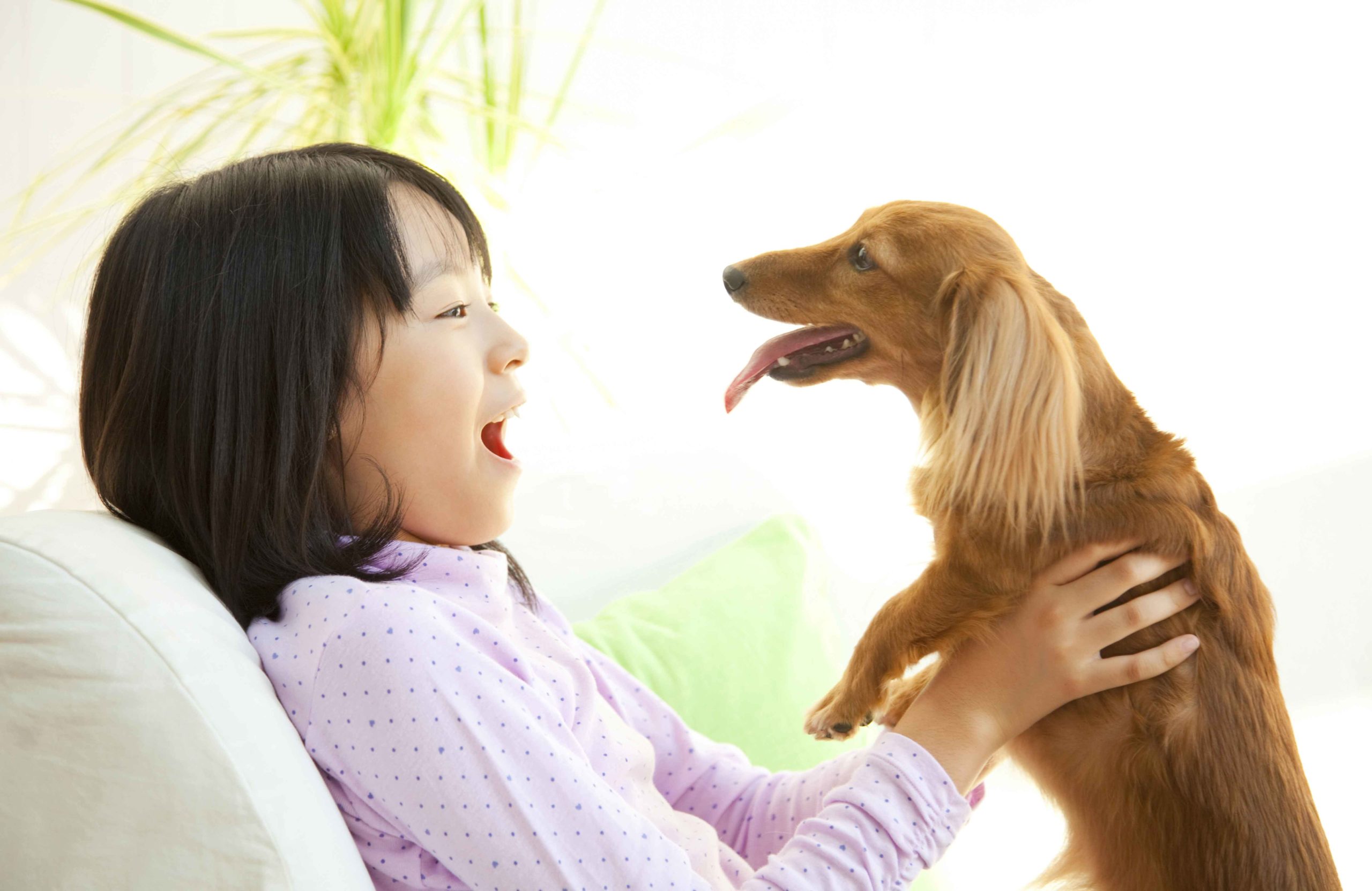 Dachshund