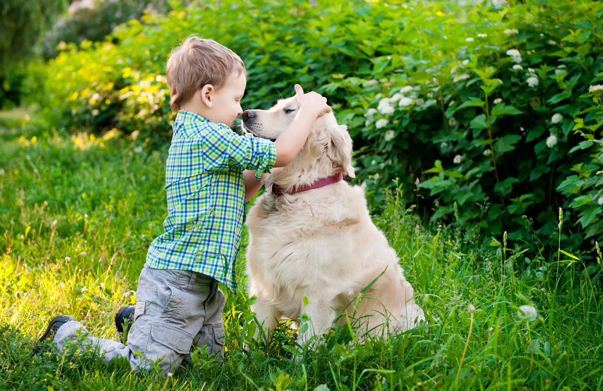 Golden Retriever