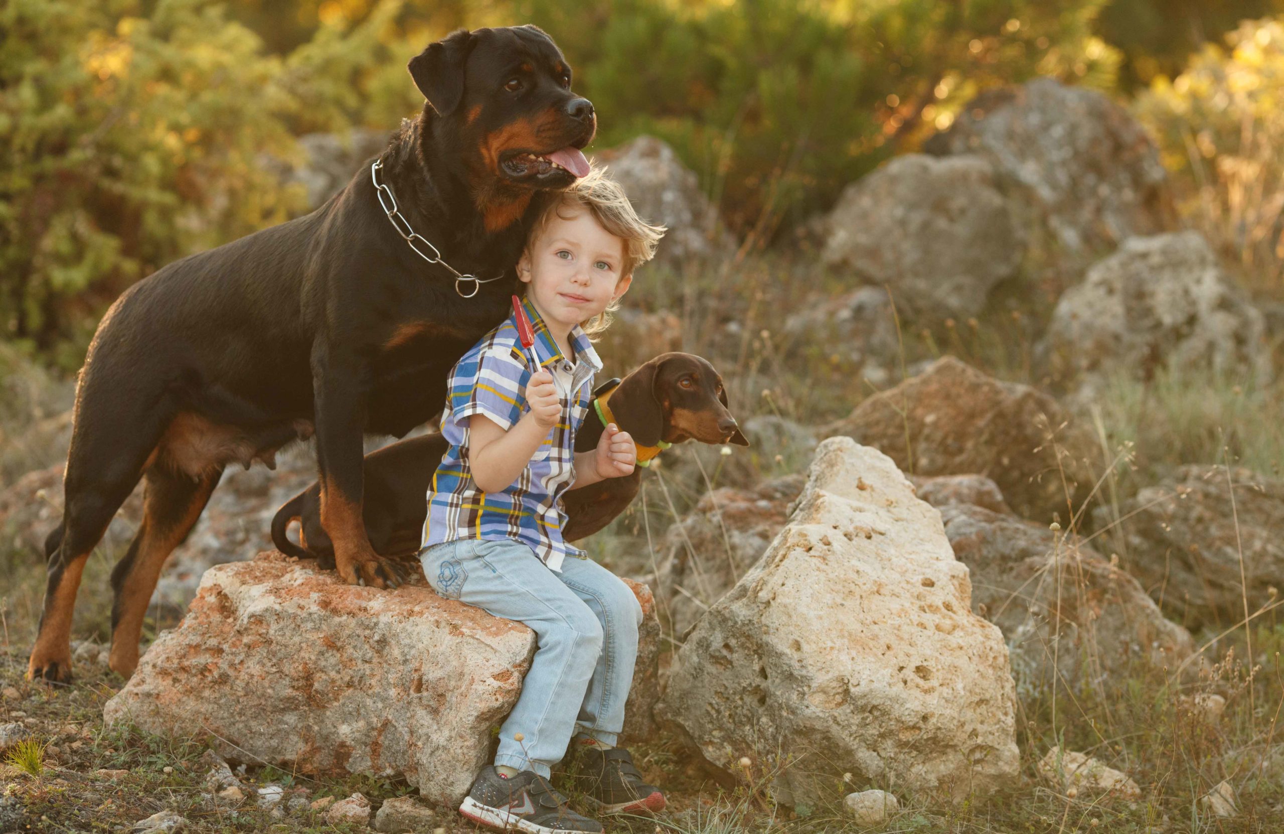 Rottweiler