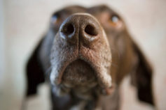 10 things dogs can smell that humans can’t
