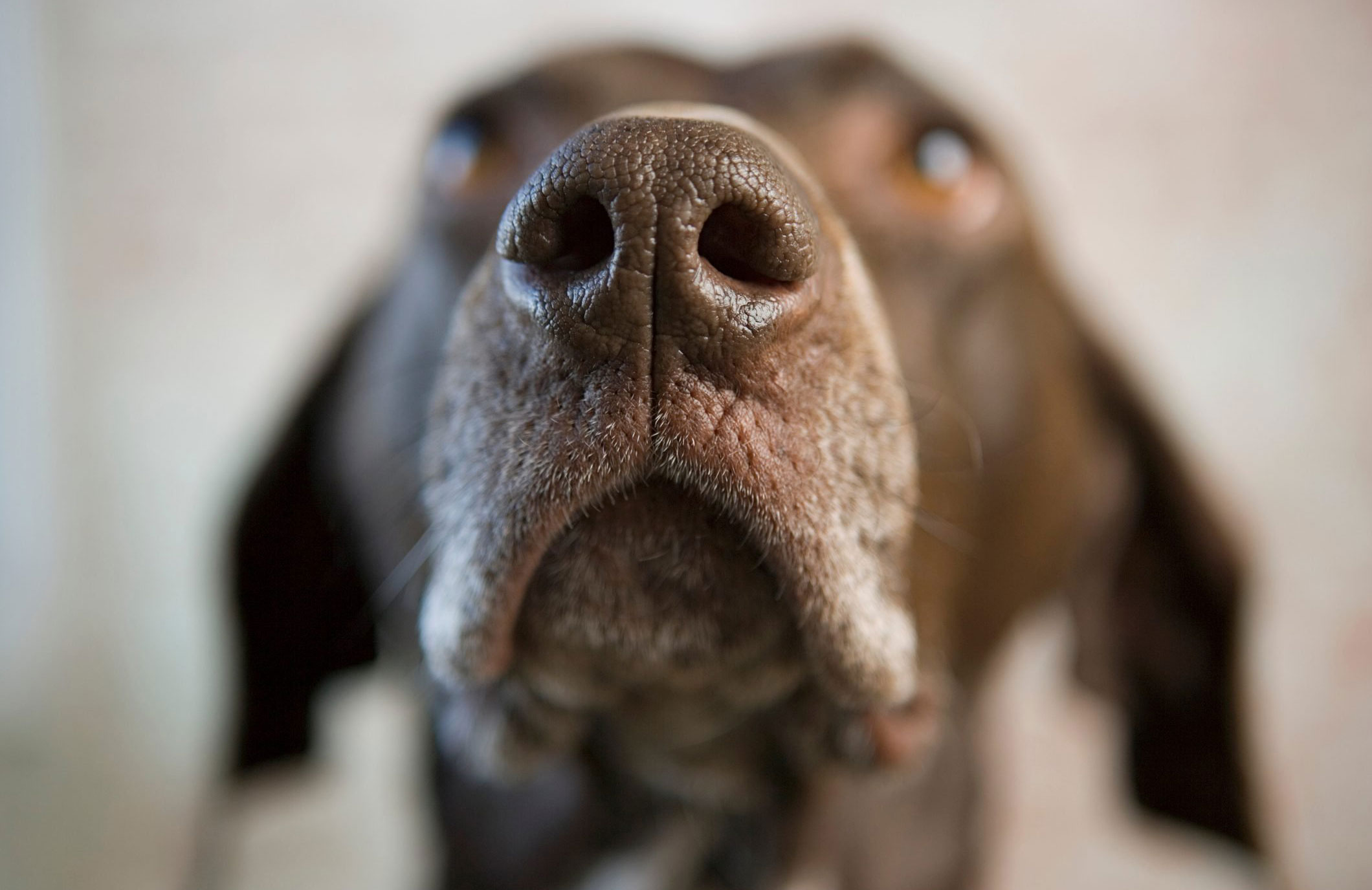 Sniffing it out