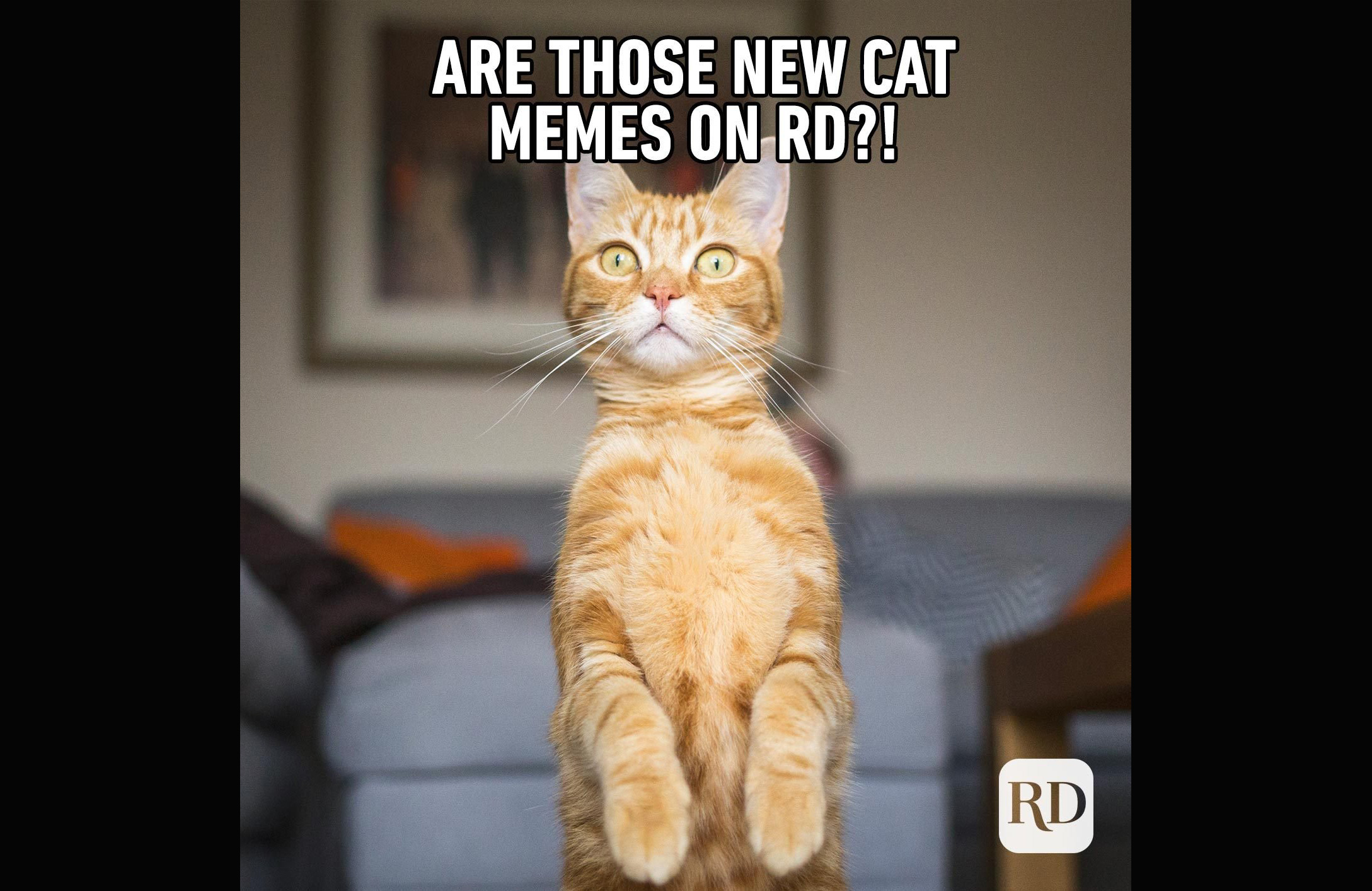 The funniest cat memes
