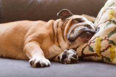 What your dog’s sleeping position tells you