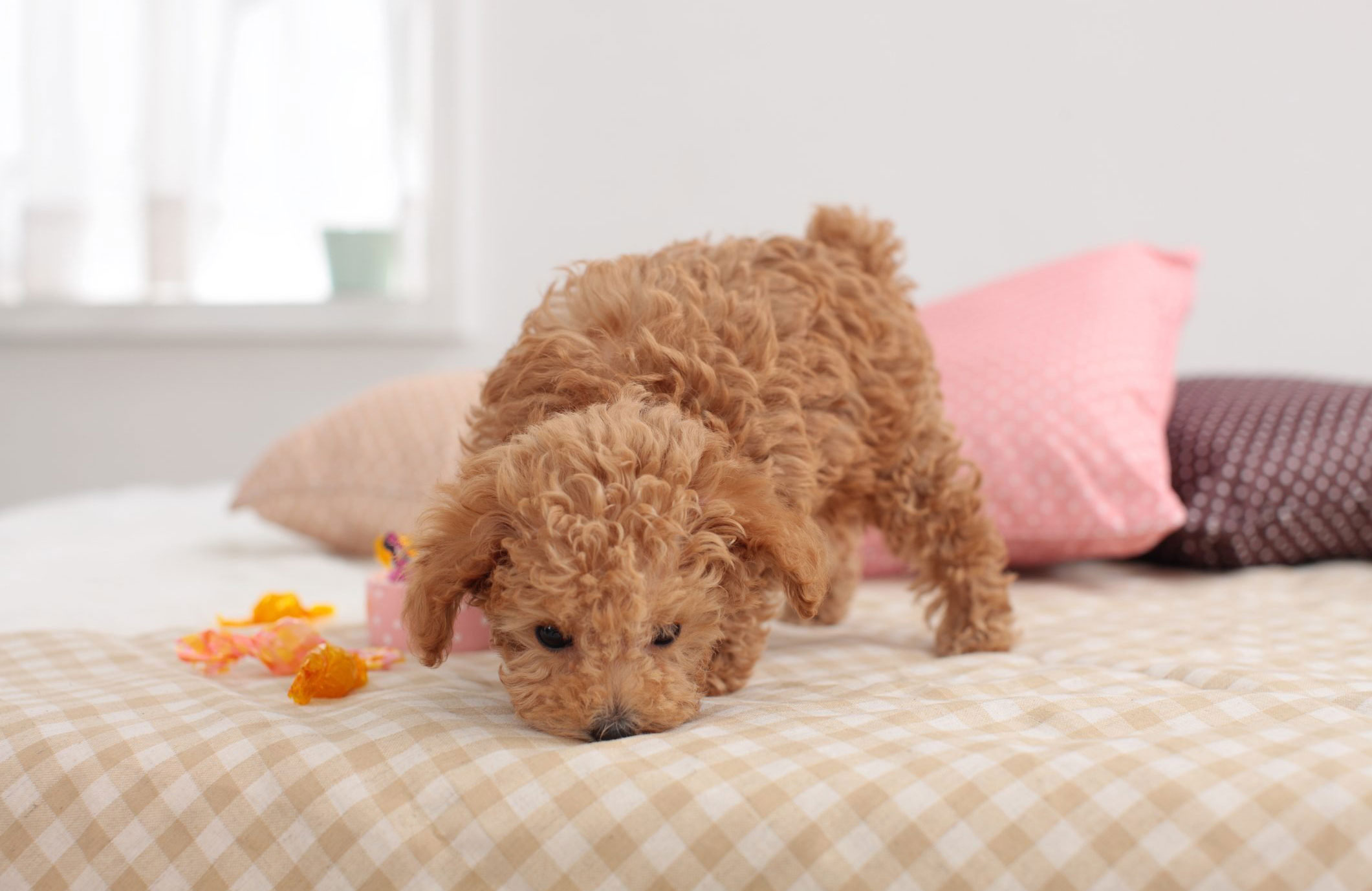 Bed bugs