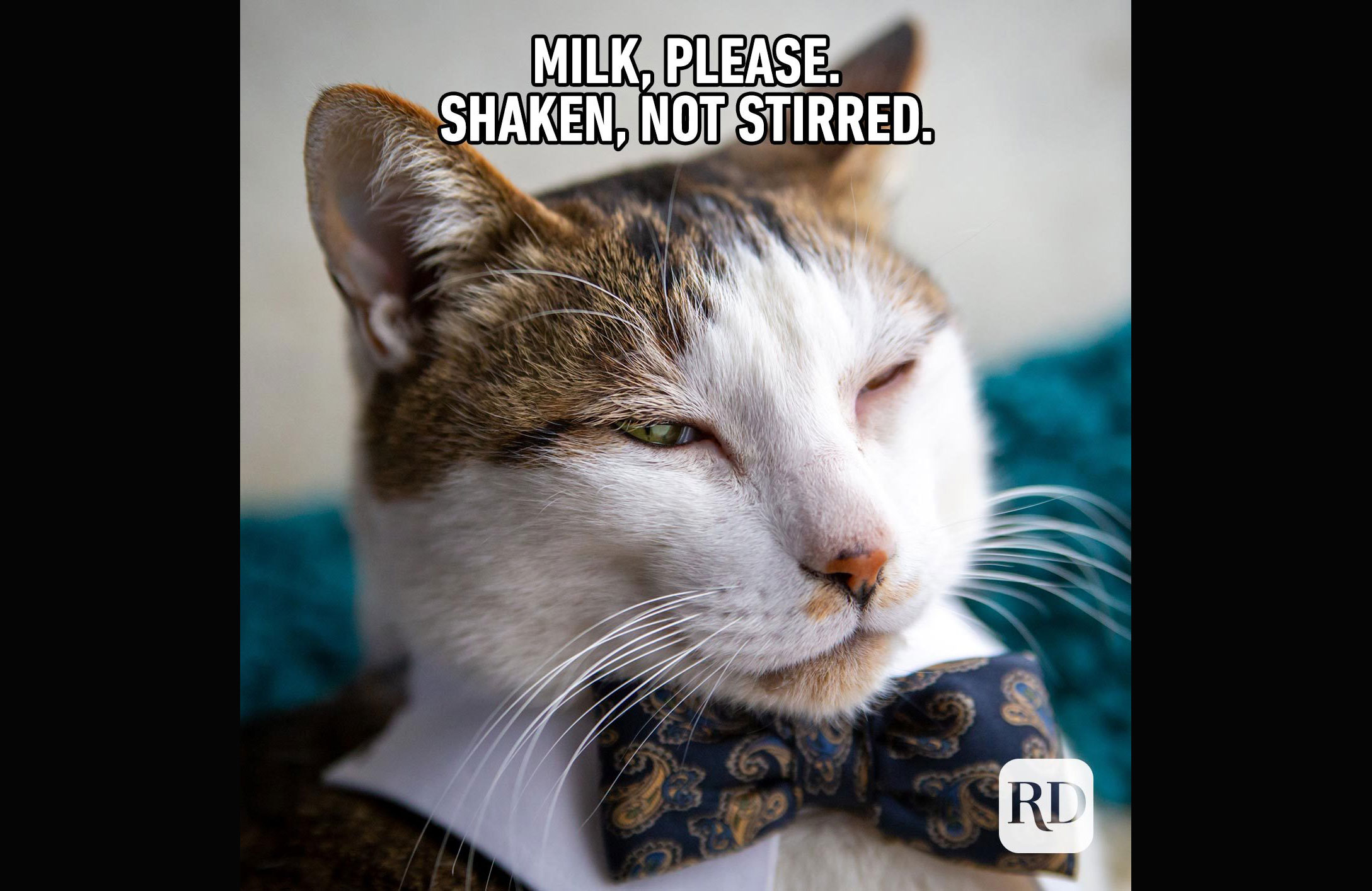 Cat Bond