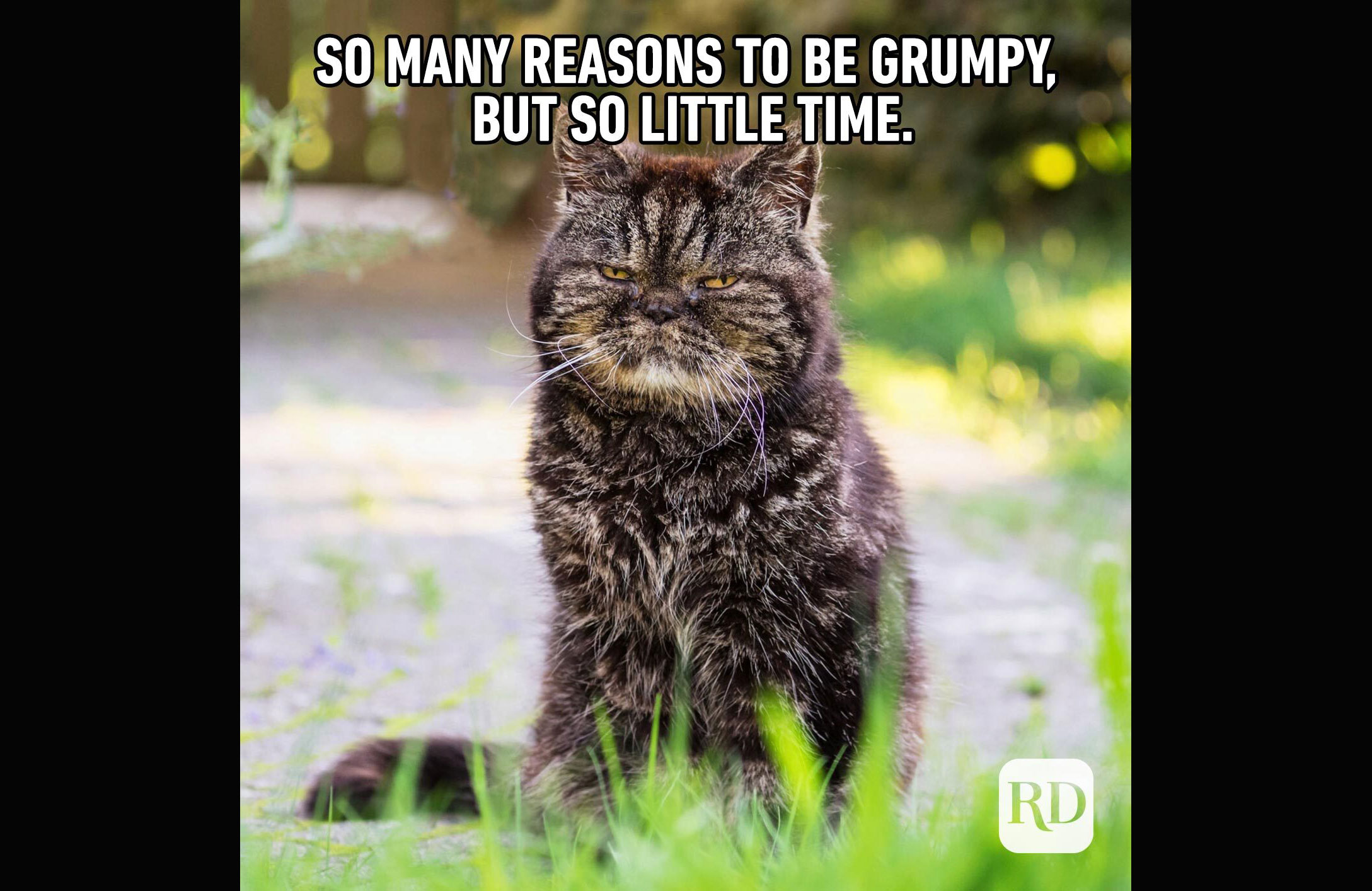 Grumpy pants