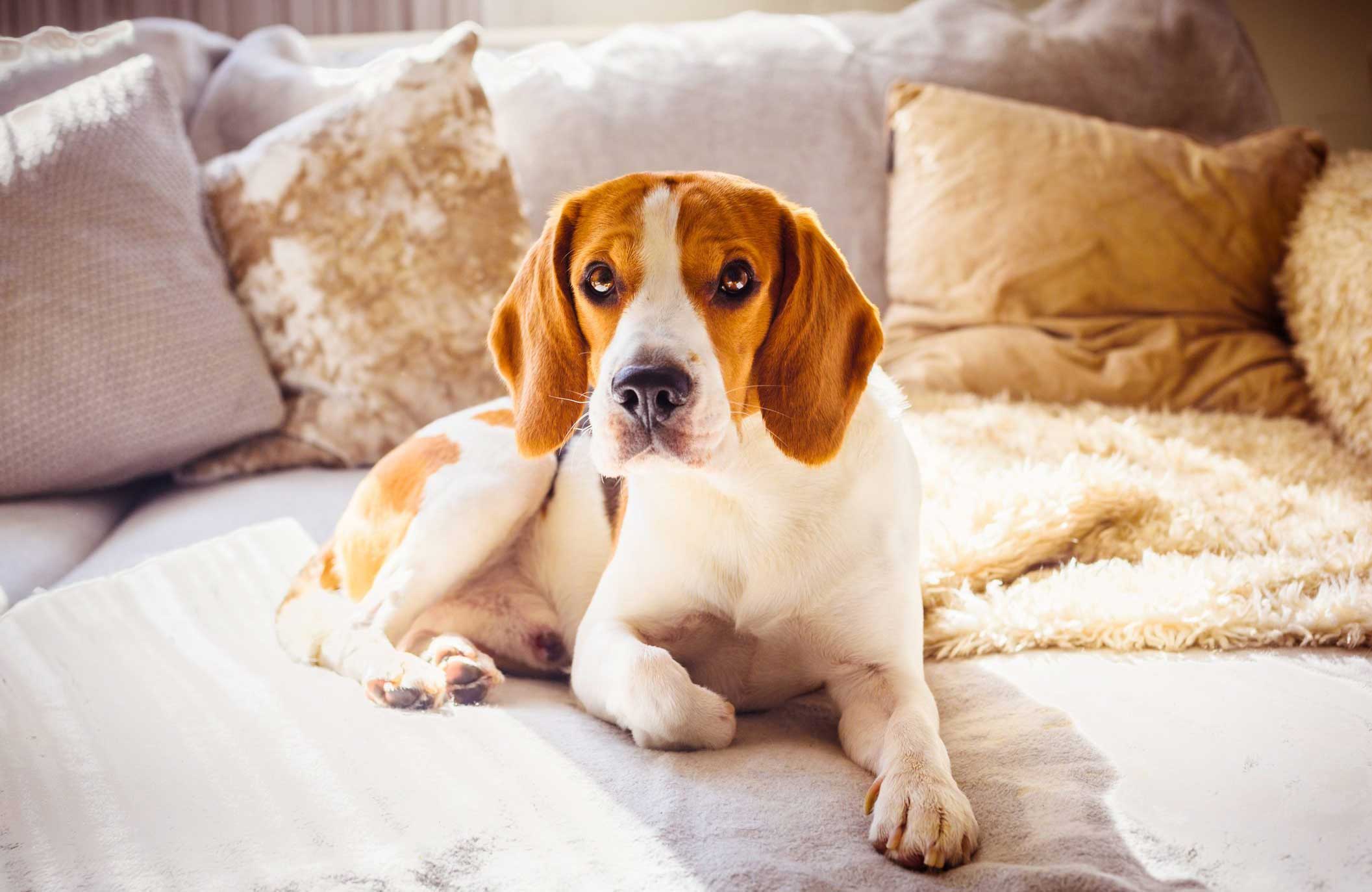 Beagle lovers: Emotionally stable