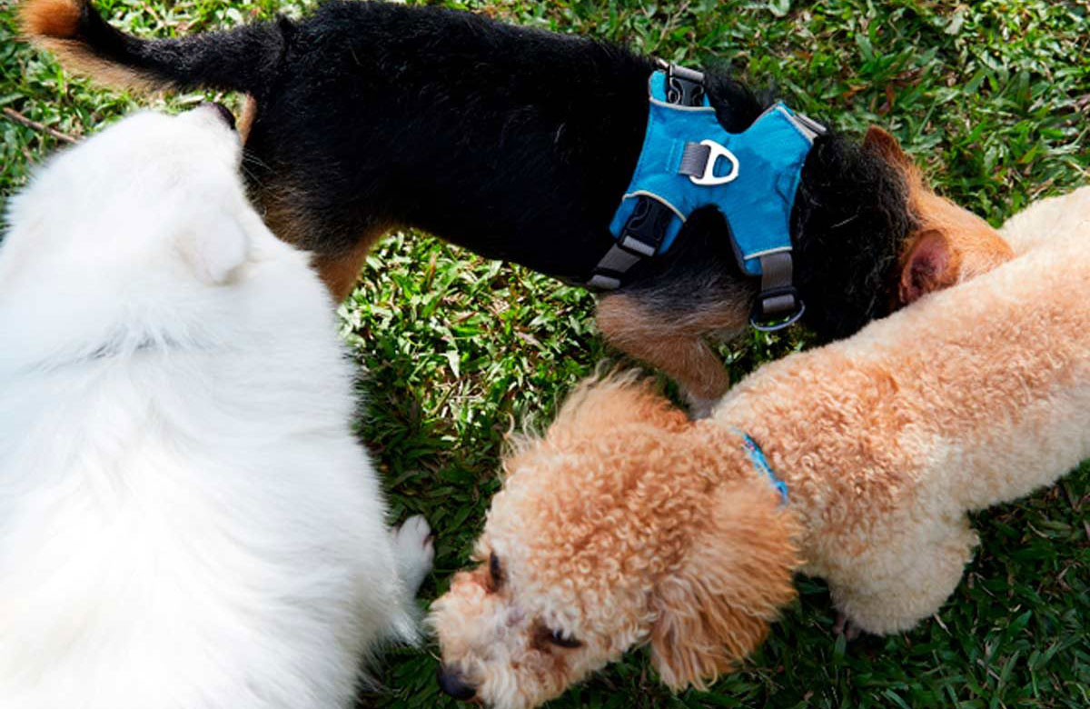 Is crotch sniffing normal for dogs?
