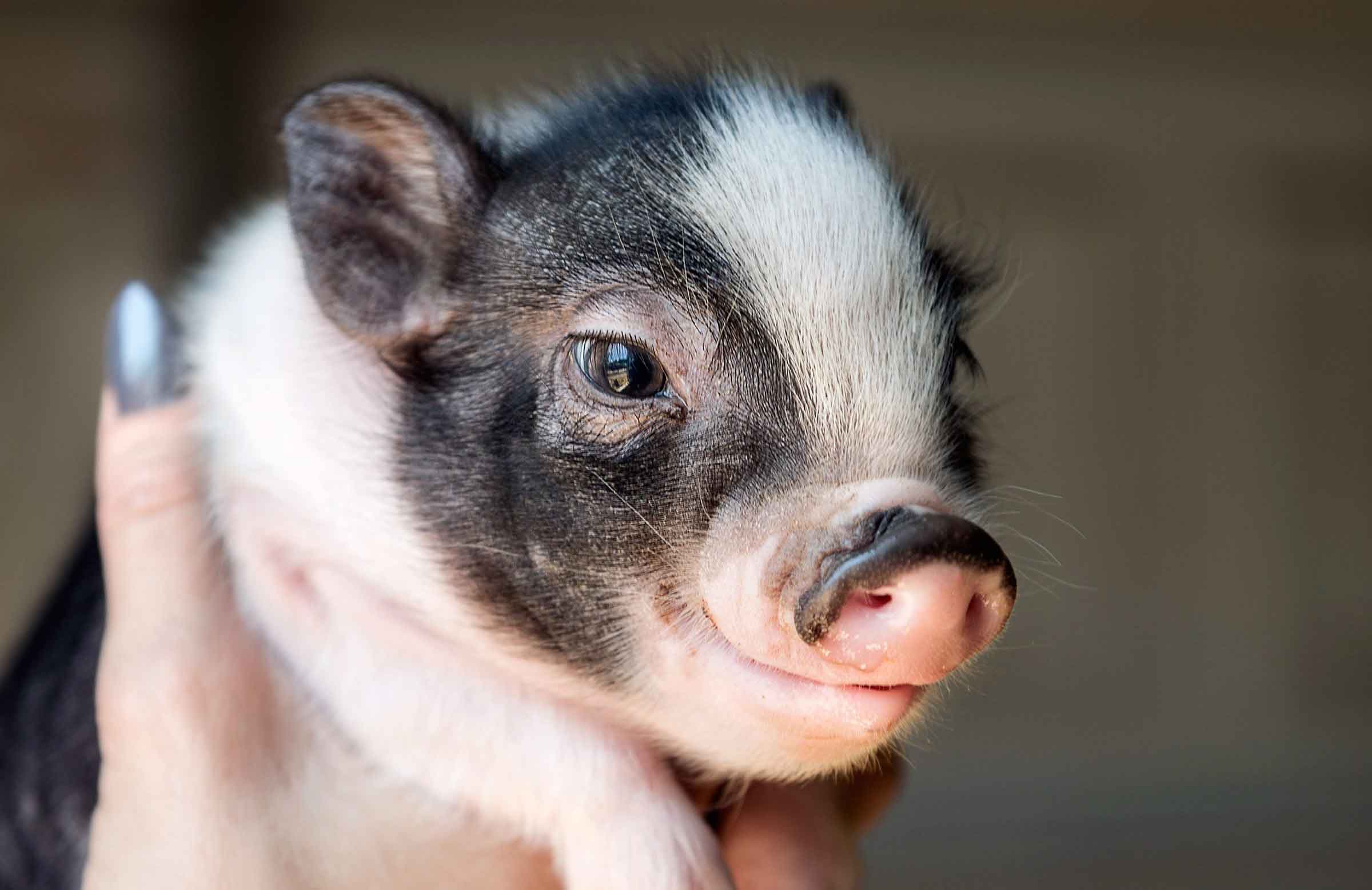 Pigs use mirrors