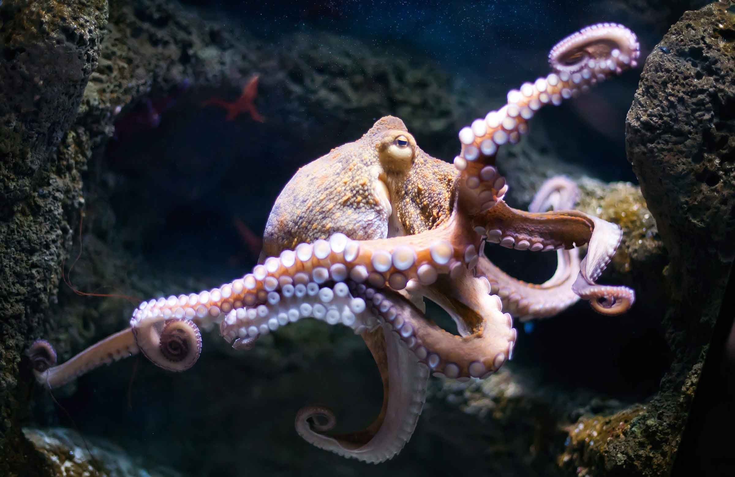 Octopus are master escape artists