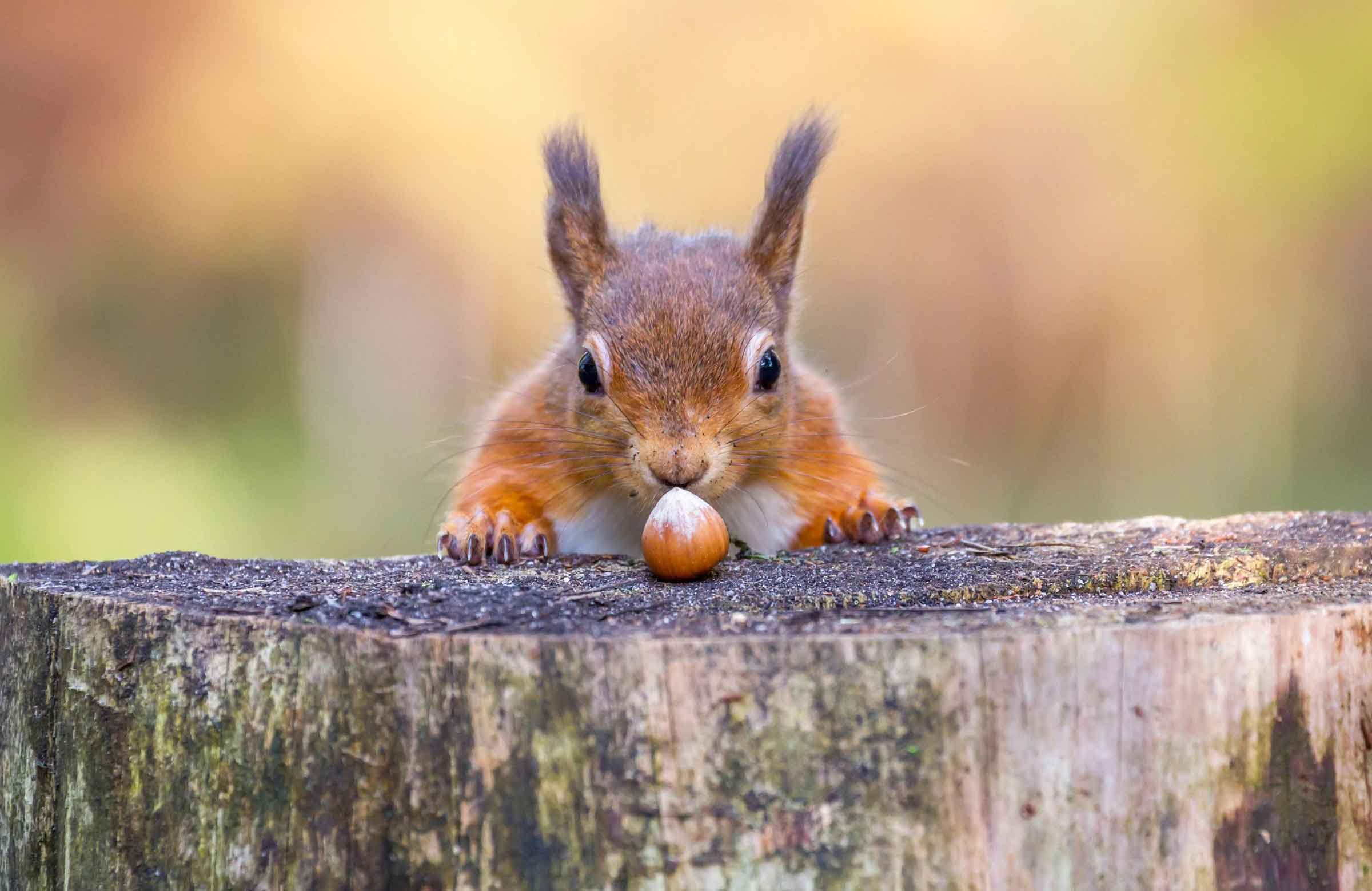 Squirrels use sleight of hand
