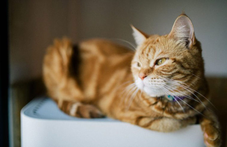 True or false: a cat has been to outer space