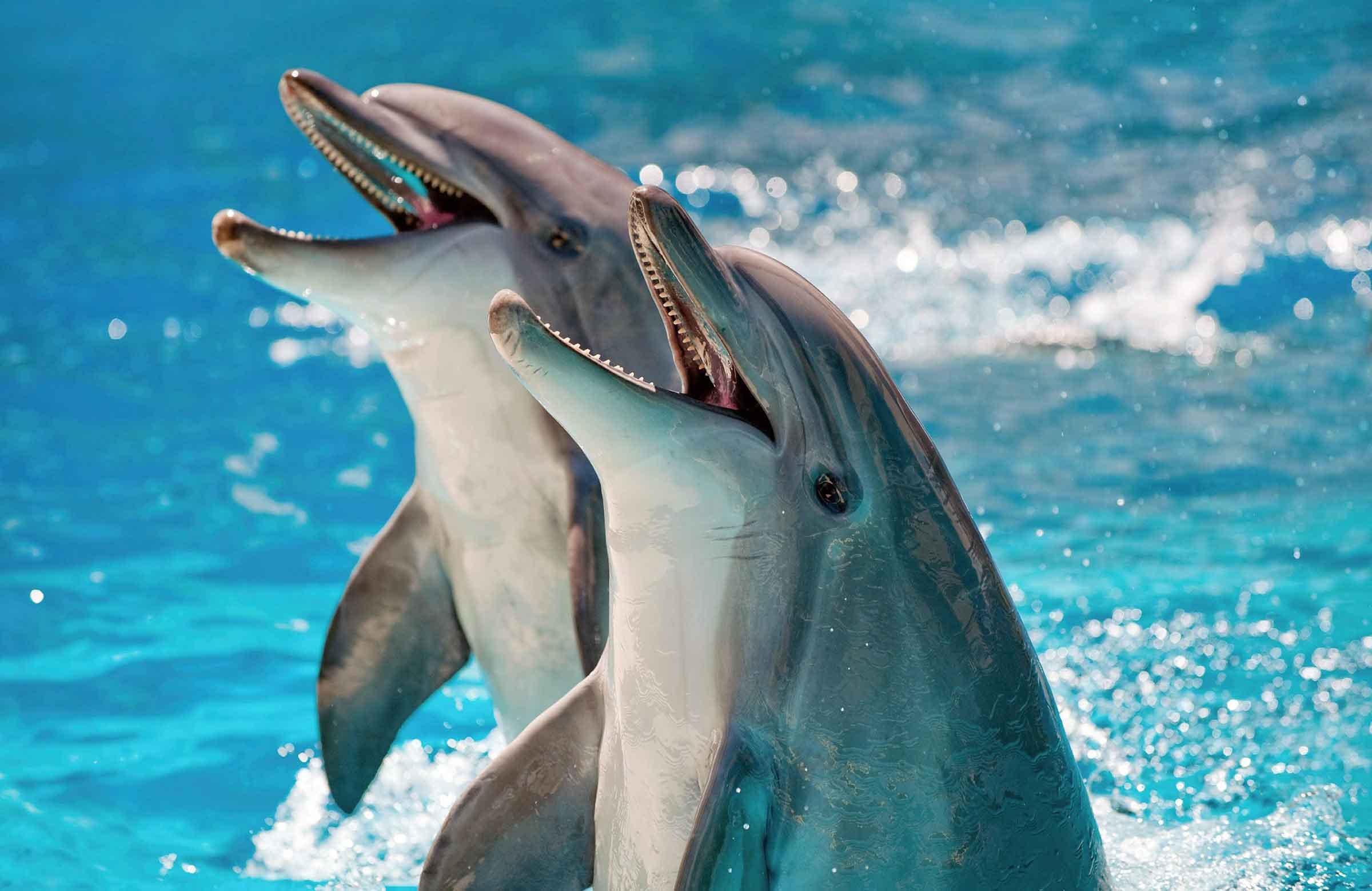 Dolphins cheat