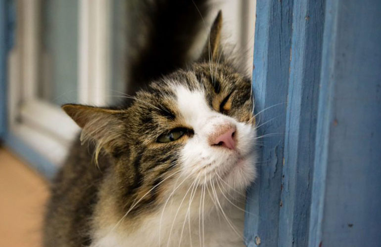 What are the three primary ways cats mark their scent?