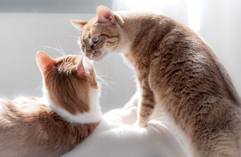 True or false: cats communicate with fellow cats via meowing