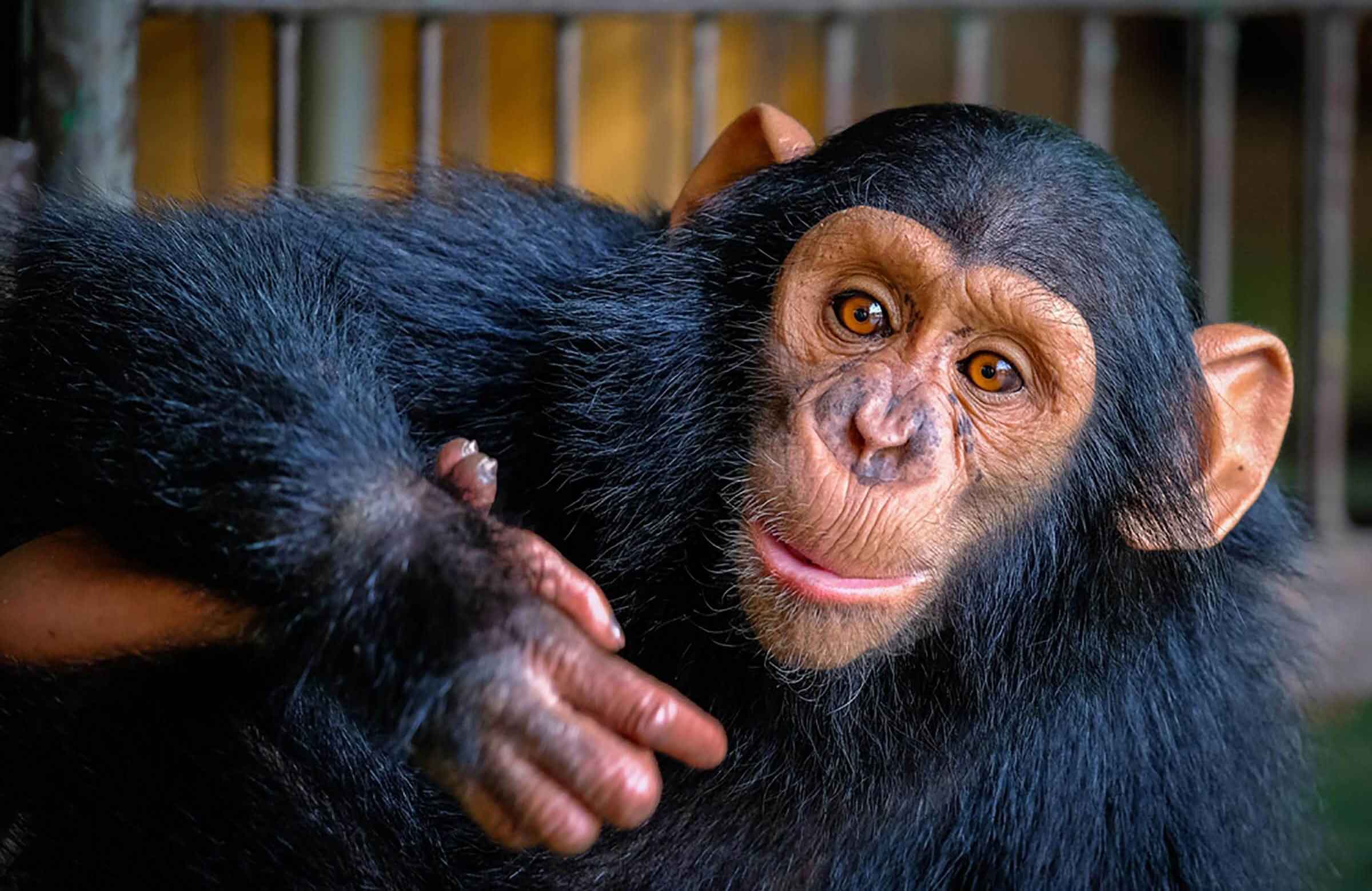 Chimpanzees are very similar to humans