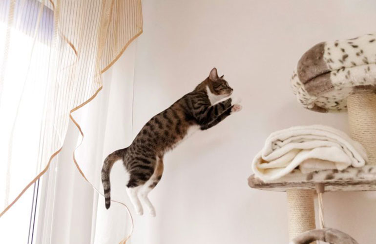 How many feet can a cat jump on average? Three, four, or five?