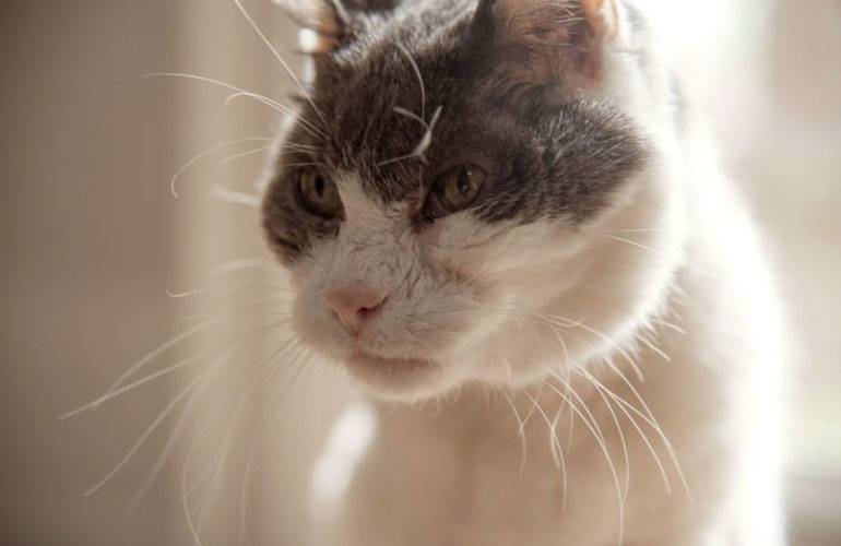 Where are a cat’s whiskers located?