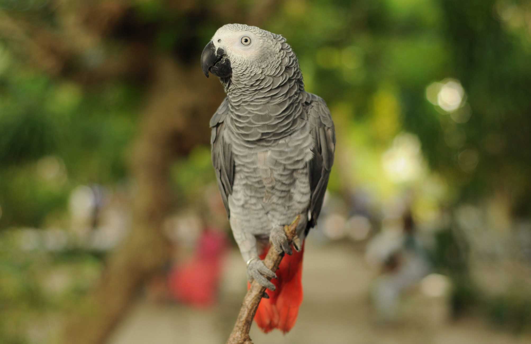 African Greys are as smart as a three-year-old