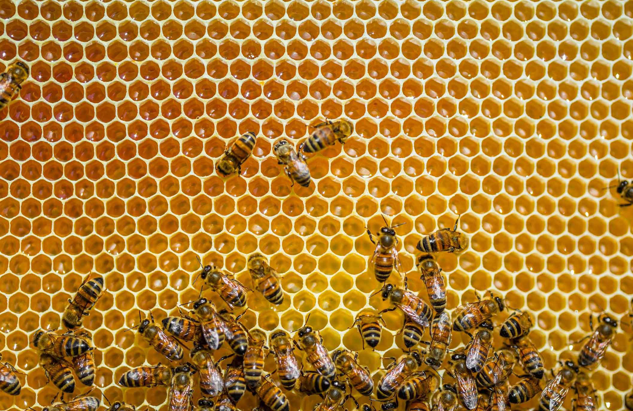 Bees hold dance-offs