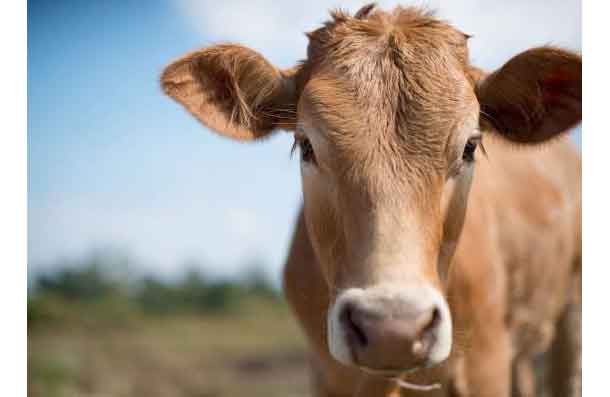 Answer: C – Make a deep sound, as a cow