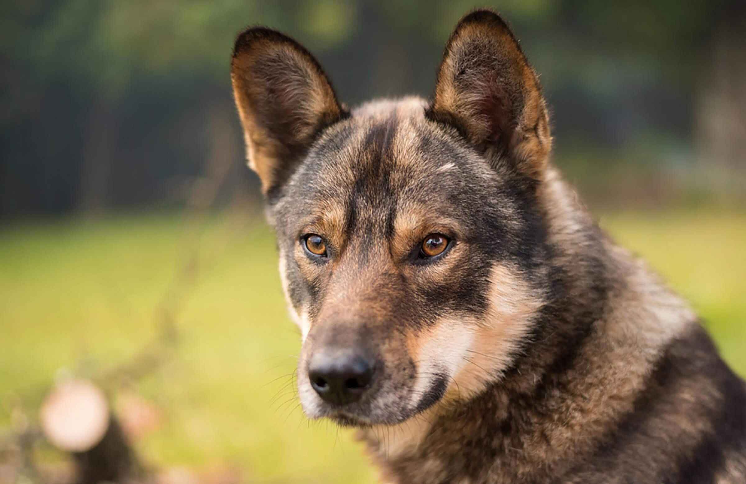 Dogs are as smart as toddlers