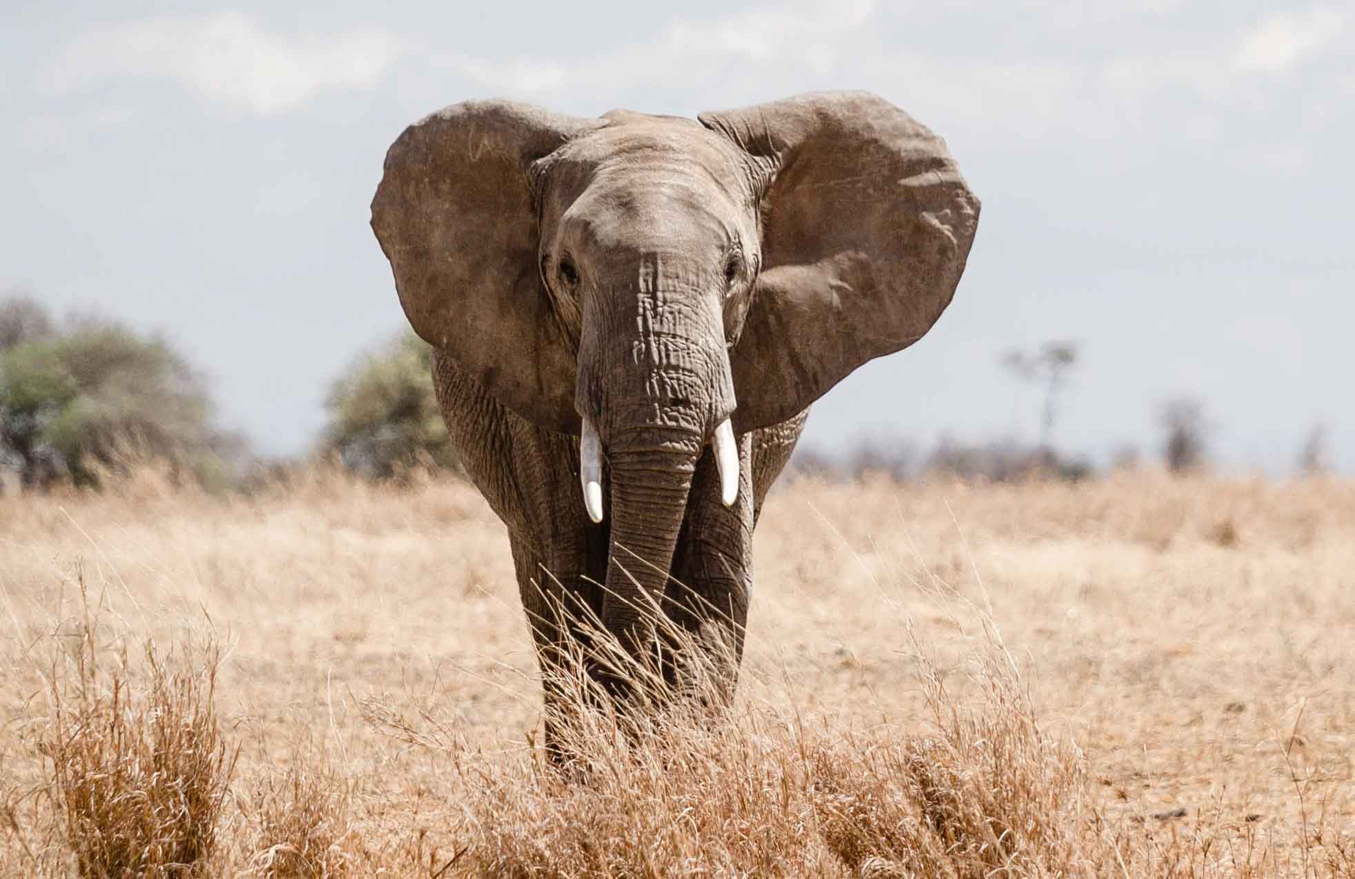 Elephants don’t need Facebook