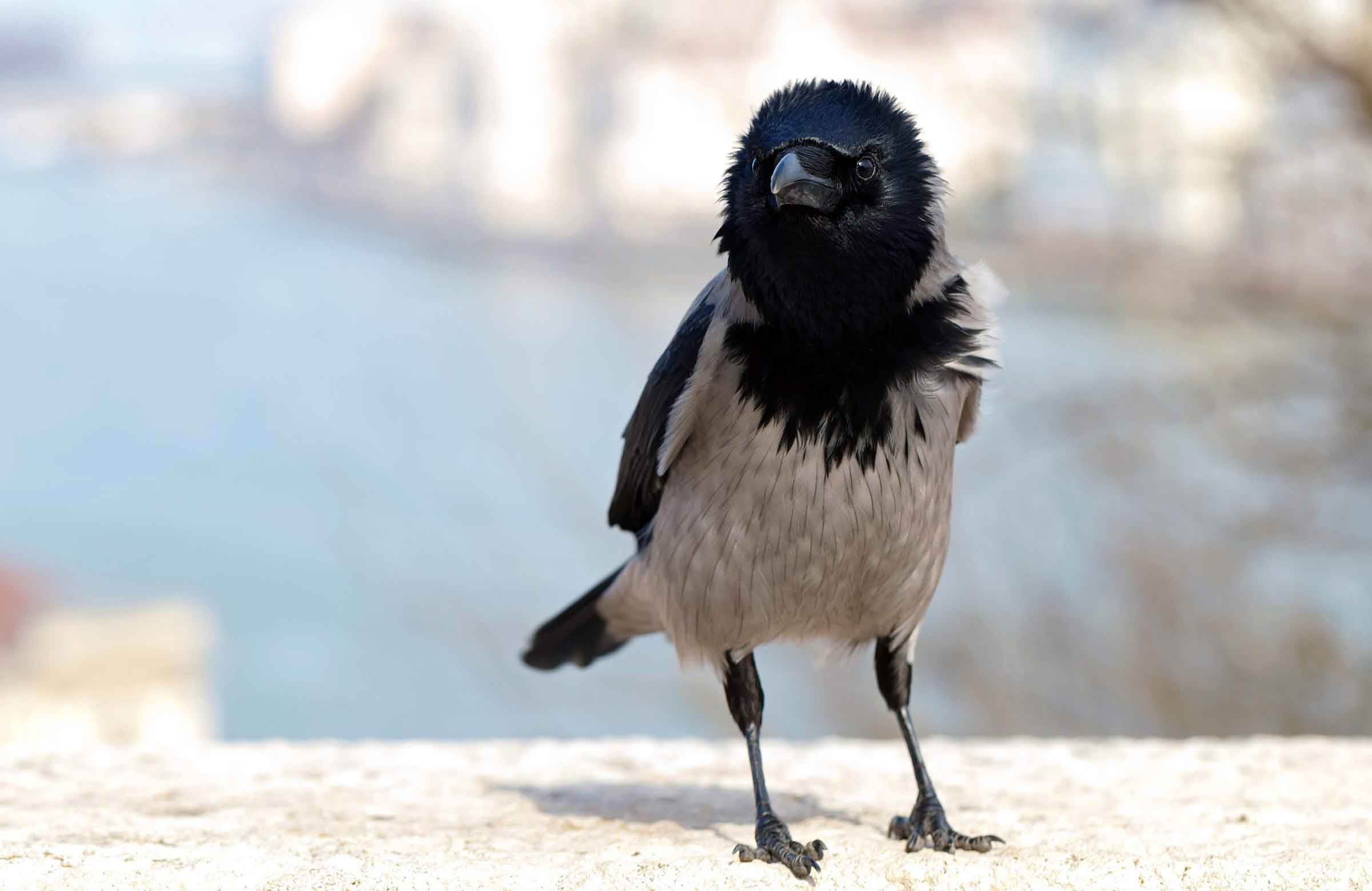 Crows know physics