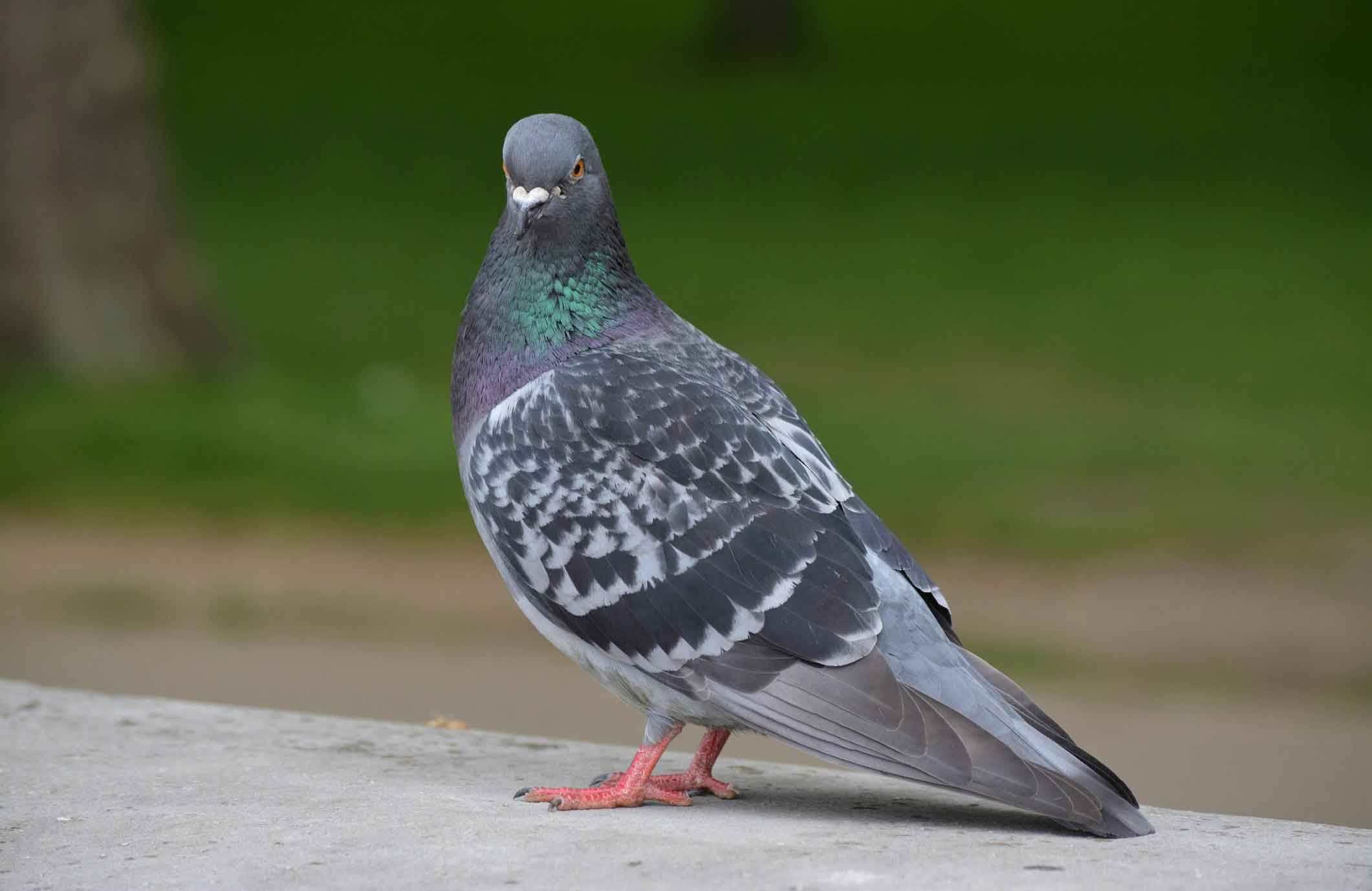 Pigeons can memorise images
