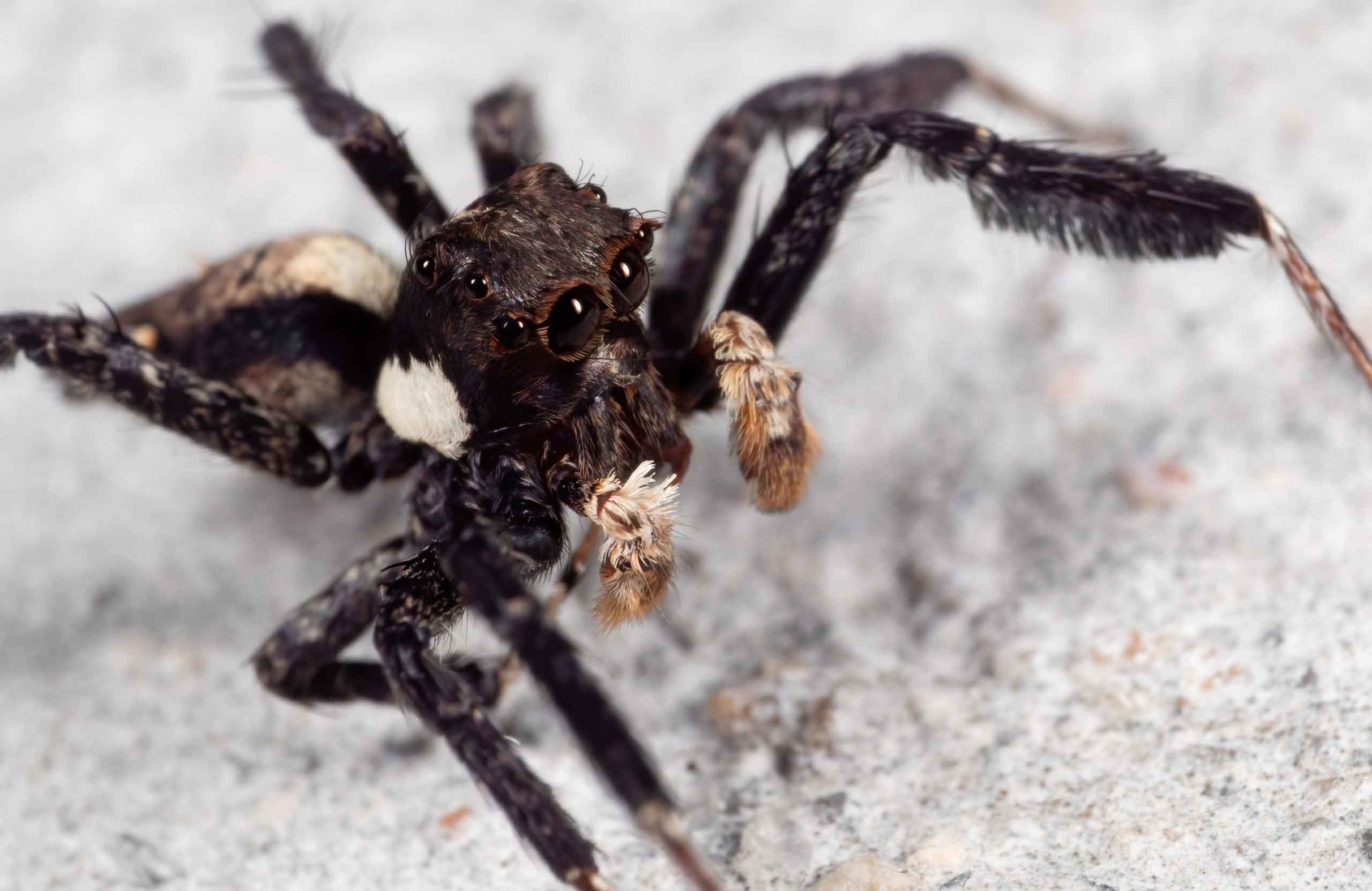 Portia spiders use trial-and-error