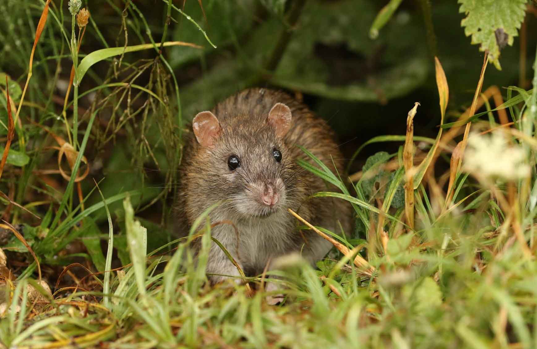 Rats solve puzzles