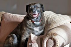 11 dog breeds that can be left alone