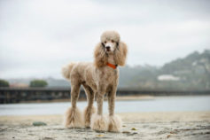 10 of the healthiest dog breeds