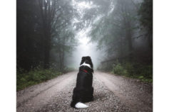 Can dogs see ghosts? What the science says