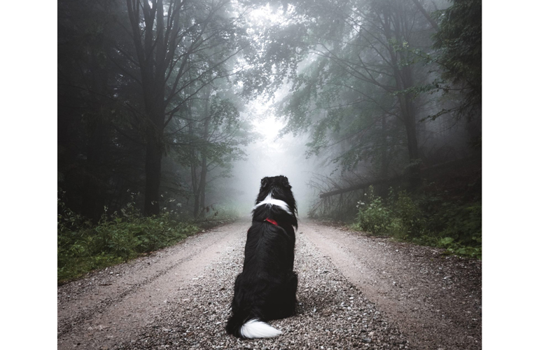 Do dogs have superpowers?