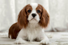 Do dogs cry?