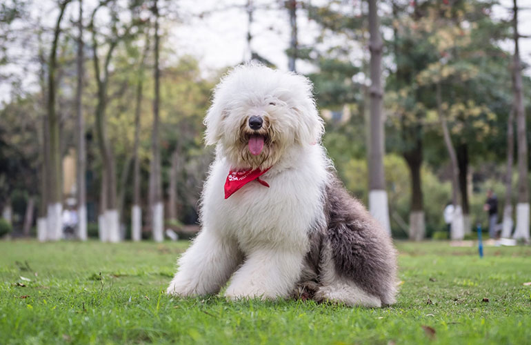 Sheepdog