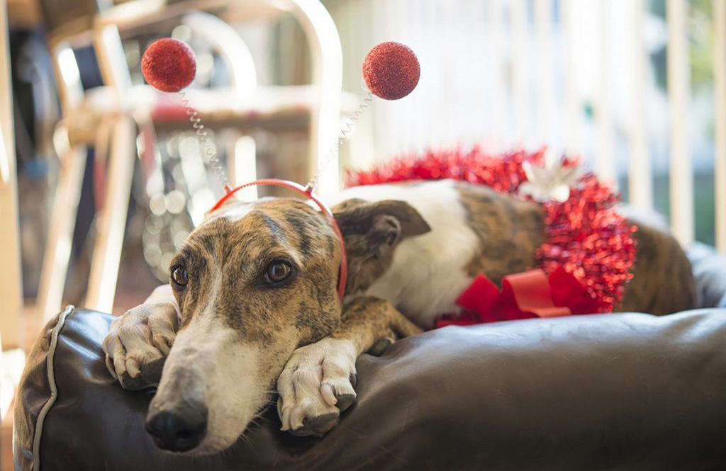 We love to humanise our dogs. But do they cry?
