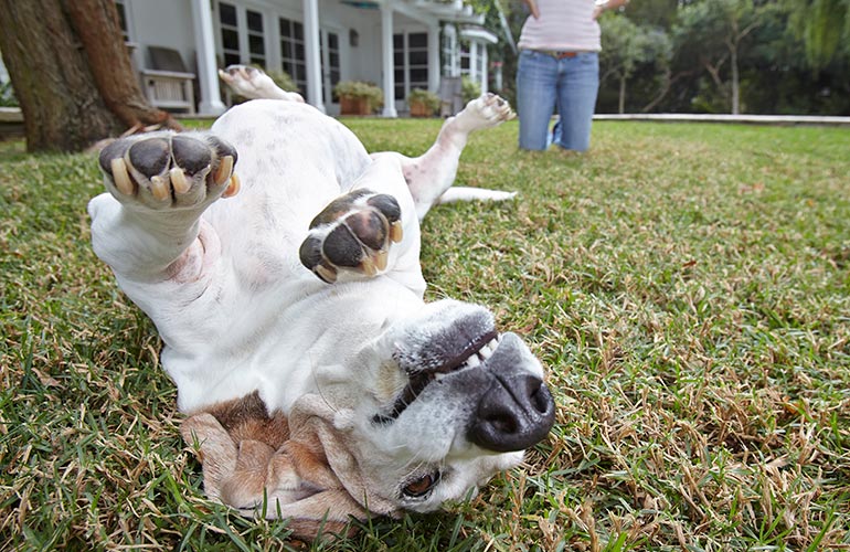 Why do dogs like belly rubs?