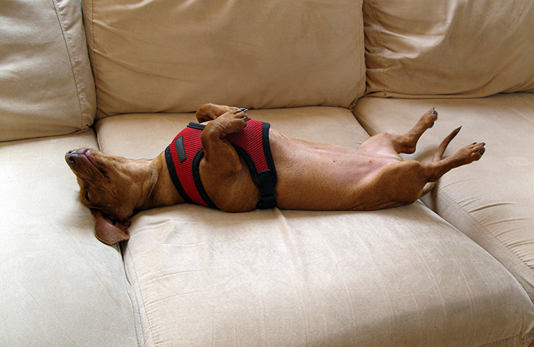 Can you rub your dog’s belly?