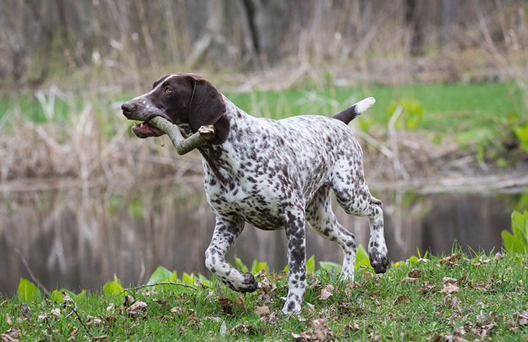German shorthaired pointer