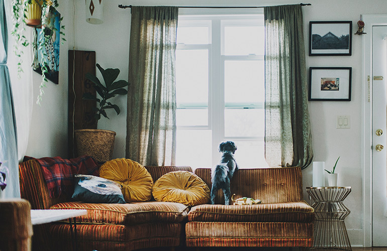 What can dogs see that humans can’t?