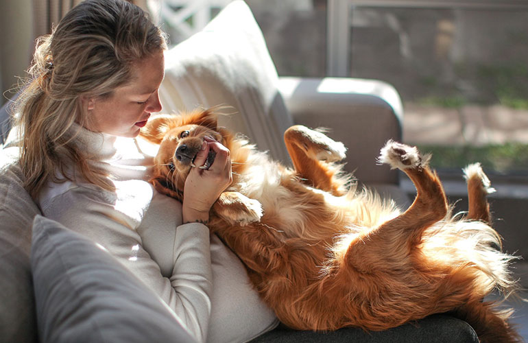 Are there cases when you shouldn’t rub your dog’s belly?